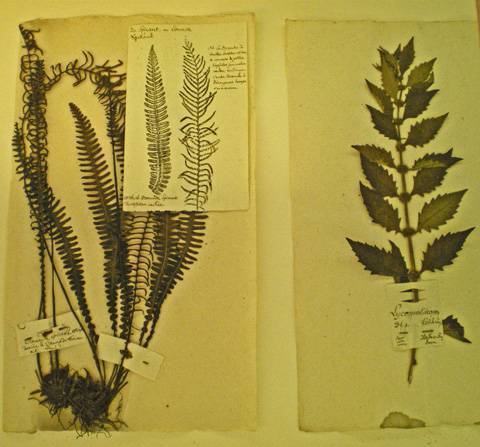 Planche de l'herbier d'Oberlin. Musée Oberlin de Waldersbach.