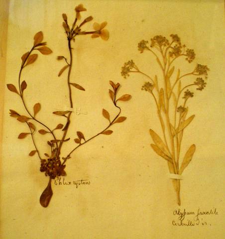 Planche de l'herbier d'Oberlin. Musée Oberlin de Waldersbach.