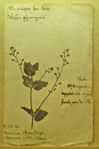 Fiche pédagogique de botanique. Véronique des prés. Musée Oberlin de Waldersbach.