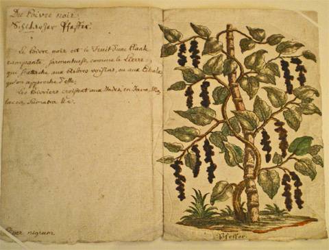 Fiche pédagogique de botanique. Le poivre noir. Musée Oberlin de Waldersbach.