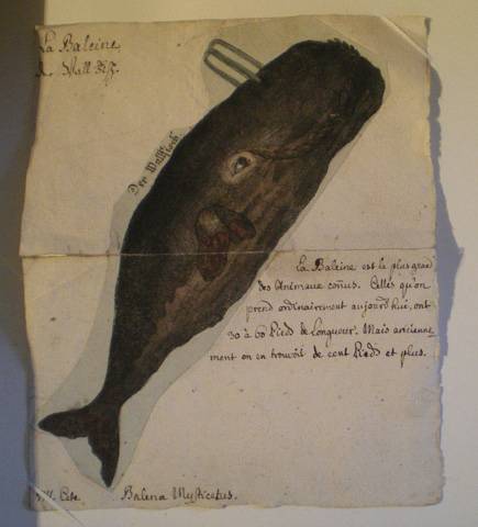 Fiche de zoologie. La Baleine. Musée Oberlin de Waldersbach.