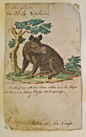 Fiche de zoologie. Le sanglier. Musée Oberlin de Waldersbach.