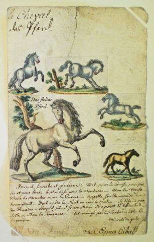 Fiche de zoologie. Le cheval. Musée Oberlin de Waldersbach.