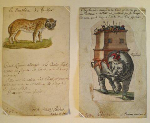 Fiches de zoologie. La panthère, l'éléphant. Musée Oberlin de Waldersbach.