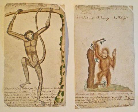 Fiches de zoologie. Singes. Musée Oberlin de Waldersbach.