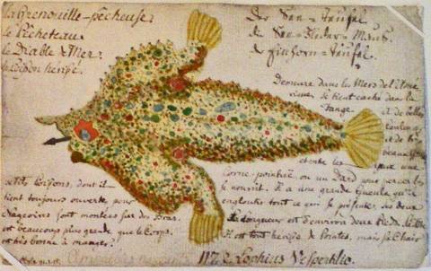 Fiche de zoologie. La grenouille pêcheuse. Musée Oberlin de Waldersbach.