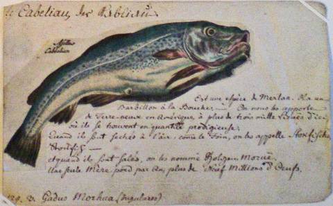 Fiche de zoologie. Le cabillaud. Musée Oberlin de Waldersbach.