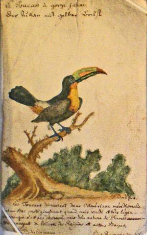 Fiche de zoologie. Le toucan. Musée Oberlin de Waldersbach.