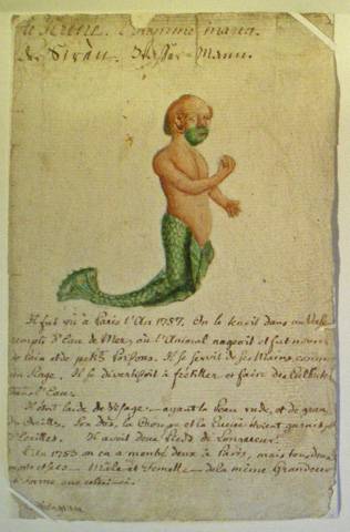 Fiche de zoologie. L'homme sirène. Musée Oberlin de Waldersbach.