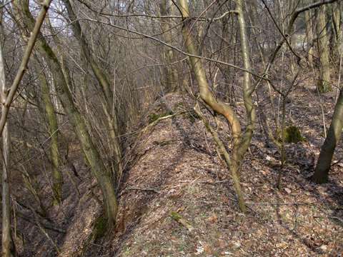 Tranchée allemande le long de la route de Schirrhein.