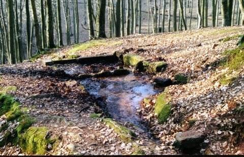 Les bassins, vus de la source