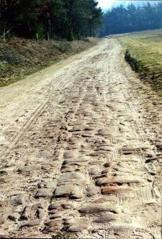 La voie, avant son entrée dans la forêt